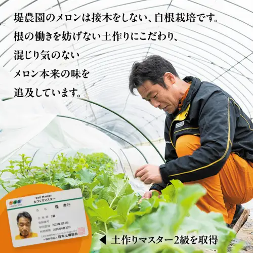 高評価★4.8【先行予約】茨城県産赤肉メロン4-5玉 (2026年5月下旬から発送開始) | ほのかメロン