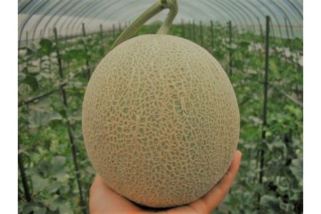 【数量限定】北海道の森が育てた奇跡のキングメロン 2玉