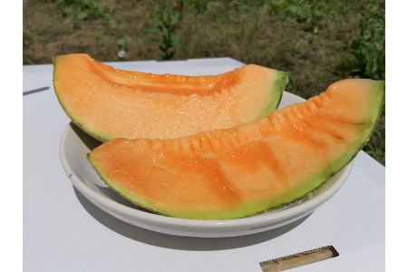 とろける舌触り！北海道栗山町東山農場産キングメロン 2玉