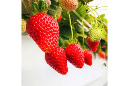 もぎたて！ファームうかわの大粒いちご2パック