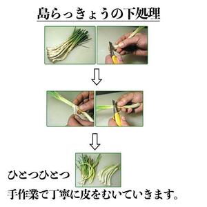 【山将仕立】島らっきょう 塩漬（浅漬） 3袋セット｜沖縄　島らっきょう　山将　人気