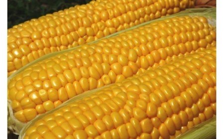 スイートコーン 約3kg 「京築の恵み」【令和8年6月上旬～6月下旬発送】 [ABAW001] 