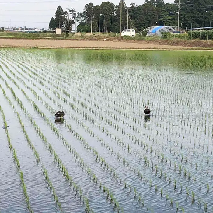 コシヒカリ　玄米10kg 埼玉県産　鴻巣市　川里　アサヒ農研　単一原料米　送料無料 No.075