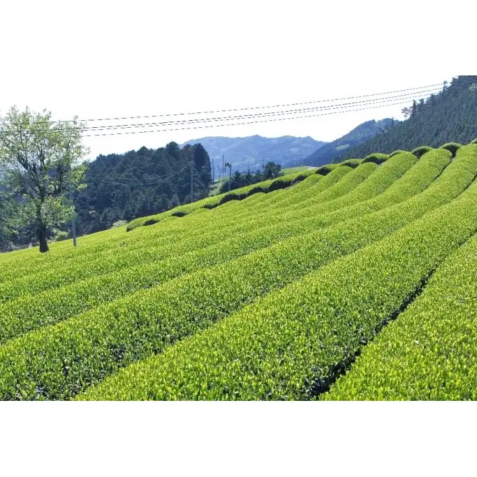 宇治ほうじ茶ティーバッグ 3ｇ×20個入×5袋　〈ほうじ茶 お茶 茶 宇治 ティーバッグ ティーパック 焙じ茶 上級 香り 飲料 加工食品〉 飲料類 