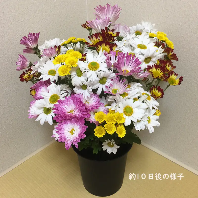 スプレー菊　花束（２０～３０本） Q1