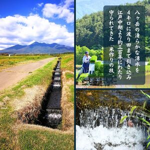 信州 長野県産 特A こしひかり 10kg 田端さくら米 コシヒカリ 新米 令和7年産