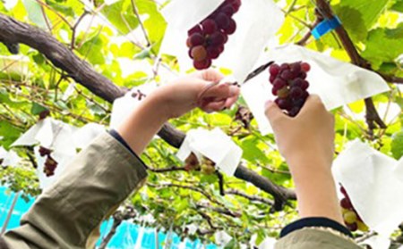 《先行予約 2026年度発送》デラウェア 2kg 8～20房 FSY-0504