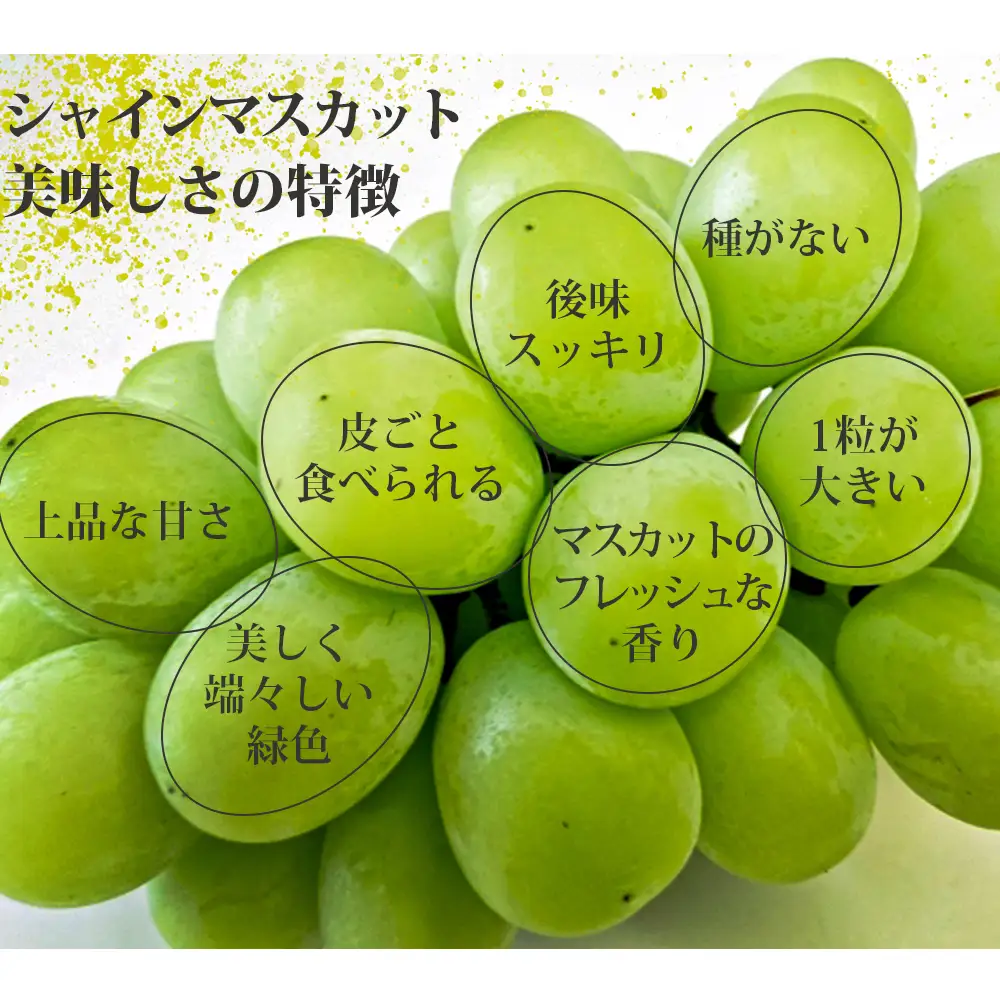 シャインマスカット2房(約1kg)＜2026年8月中旬から発送開始分先行予約＞【A7-070】