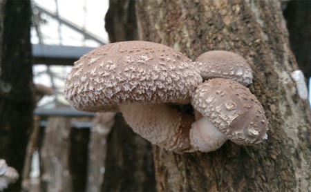 【11月～翌2月末のご注文分は翌3月より随時発送】山田さんの肉厚・ぷりぷりの原木栽培しいたけ0.9kg 野菜 きのこ 