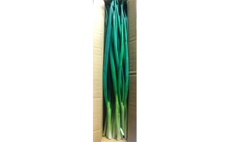 【4か月定期便】生産農家直送 京野菜・九条ねぎ1kg〈定期便 ねぎ ネギ 葱 九条ねぎ 京野菜 京都 新鮮 甘い 農家直送 野菜〉 4ヶ月 4回 