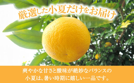 【先行予約】土佐小夏 約2.5kg 18個前後 Mサイズ〈2026年4月中旬-2026年7月中旬頃発送〉/ 日向夏 オレンジ ニューサマーオレンジ 日向夏 オレンジ ニューサマーオレンジ [ATAH003]