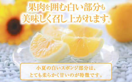 【先行予約】土佐小夏 Lサイズ 約5kg 26個前後〈2026年4月中旬-2026年7月中旬頃発送〉/ 日向夏 みかん ニューサマーオレンジ 柑橘 フルーツ こなつ 小夏 果物 特産 5キロ 高知県【フルーツショップオザキ】 [ATAH004]