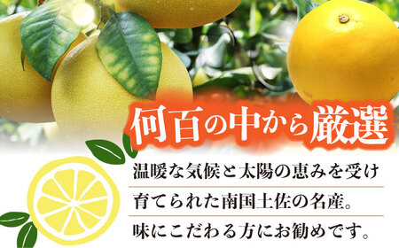 【先行予約】 南国高知温室土佐文旦 約5kg 7玉〈2026年11月中旬～2027年2月中旬頃発送〉/ 文旦 ぶんたん 5kg 5キロ 温室 果物 フルーツ デザート 柑橘 南国 土佐 高知 名物 名産 ムッキー 【フルーツショップオザキ】[ATAH016]