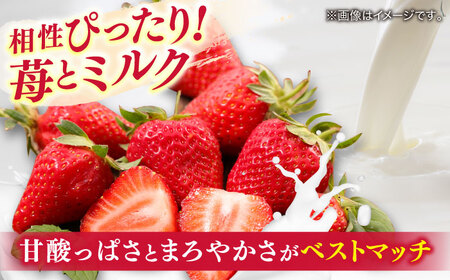 アイス 苺とミルクのアイスキャンデー 20本入 / アイス アイスキャンデー 【グレイジア株式会社】 [ATAC213]