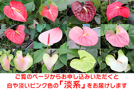富津産切花アンスリューム（L-Sサイズ）【色合い：淡系】