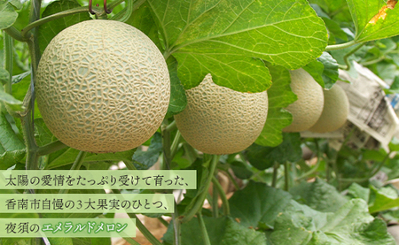 エメラルドメロン 発送開始 1玉 | ブランドメロン JA夜須 yu-0048