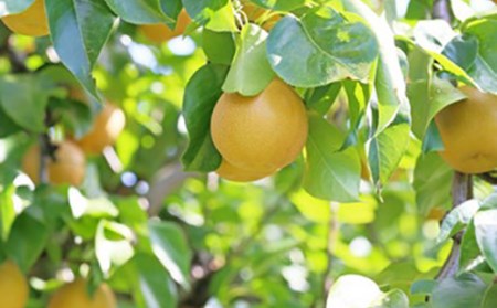 《先行予約 2026年度発送》和なし（幸水または豊水）3kg 7～12玉 なし ナシ 梨 デザート フルーツ 果物 くだもの 果実 食品 山形県 FSY-0513