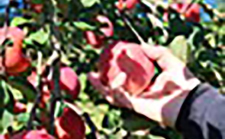 《先行予約 2026年度発送》サンふじ 3kg 8~14玉 りんご リンゴ 林檎 デザート フルーツ 果物 くだもの 果実 食品 山形県 FSY-0516