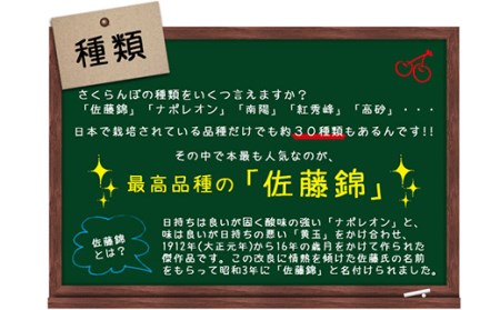 《先行予約》旬大粒♪山形産さくらんぼ佐藤錦☆秀2L・Lサイズ混合☆500gバラ詰【6月上旬～6月下旬発送】 FSY-0422