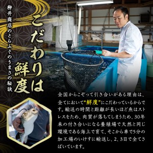 ストックする ふぐ皮 (計500g・250g×2袋) お手軽 とらふぐ ふぐ フグ おつまみ 和え物 サラダ スープ小分け 冷凍 国産 大分県 佐伯市【AB107】【柳井商店】