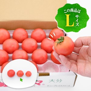 フルーツトマト 朱々 Lサイズ (計1kg・12-14玉) L 高糖度 糖度 フルーツトマト トマト 野菜 サラダ 大分県 佐伯市 九州産 国産 大分県 佐伯市【CH62】【サニープレイス】