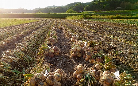 淡路島産玉ねぎ10kg　◆配送7月中旬～