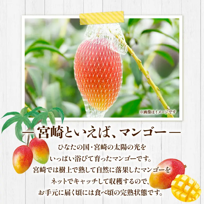 マンゴー 完熟 マンゴー[宮崎 3玉 1玉250g以上]