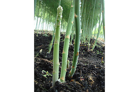2026年夏アスパラ 1kg ( ふるさと納税 アスパラガス グリーンアスパラ 野菜 健康食材 天ぷら 炒め物 パスタ サラダ 大容量 北海道 遠軽町 えんゆう農業協同組合 ) en01-00006