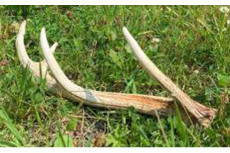  シカのおとしもの キミのたからもの（Mサイズ） ( ふるさと納税 犬のおもちゃ ペット用品 エゾ鹿 ハンドメイド 100％自然由来 手作り 北海道 遠軽町 アトリエたねまき ) en01-00164