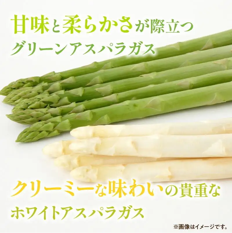 グリーン (約500g)・ ホワイト (約300g) アスパラガス 食べ比べ セット 【2026-3月上旬～2026-9月下旬配送】