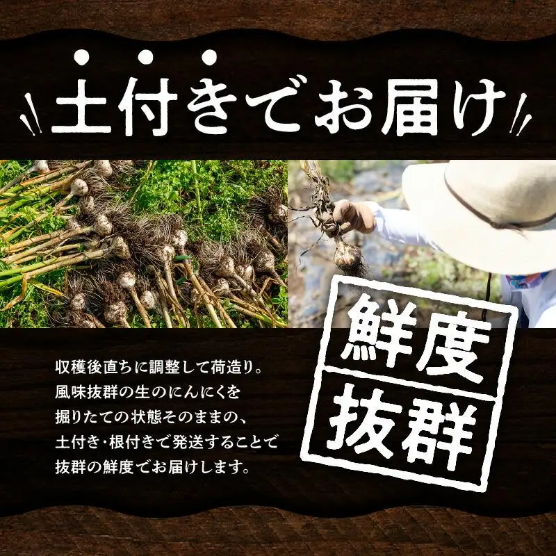 土付きにんにく 約5kg【2026-5月上旬～2026-6月中旬配送】| にんにく