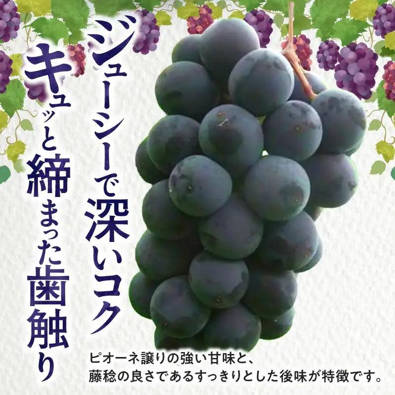 訳あり ご家庭用 ブラックビート 約1kg【2026年8月中旬～2026年9月下旬配送】