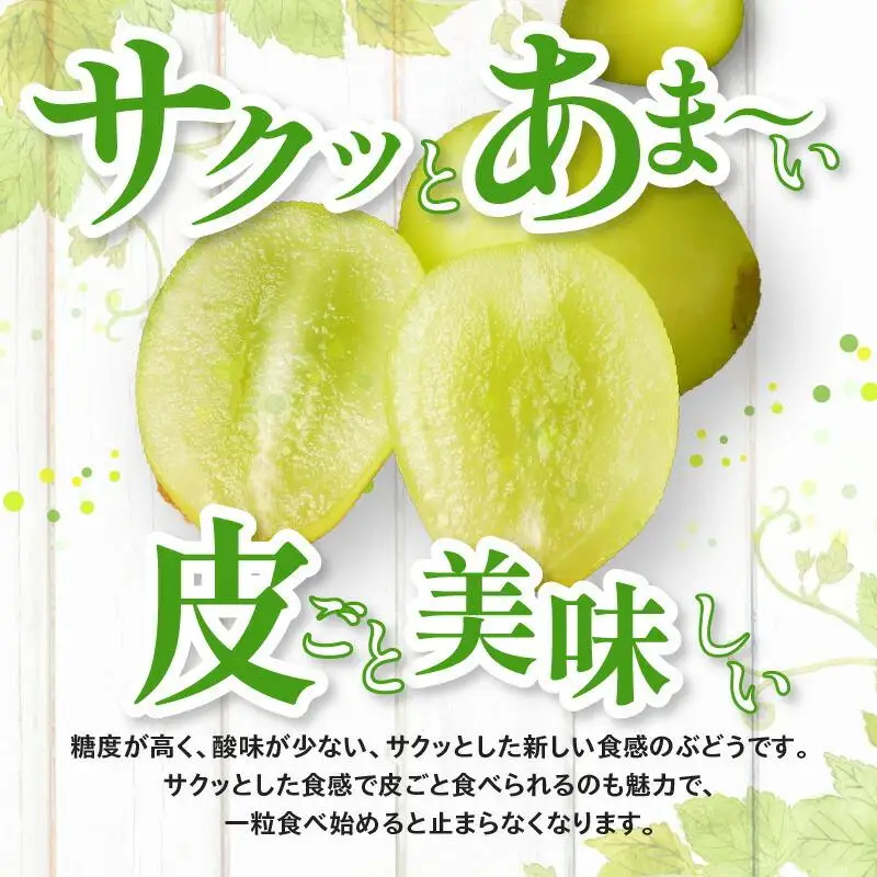 シャインマスカット 化粧箱 1房 ( 600g以上 ) 【2026-8月下旬～2026-9月下旬配送】