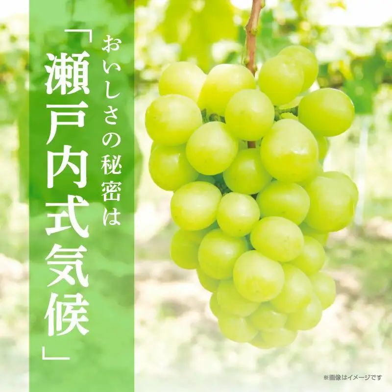 ご家庭用シャインマスカット 約 2kg ぶどう 【2026-8月下旬～2026-9月下旬配送】