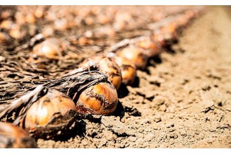 【10月発送】サラダにもOK！特別栽培玉ねぎ10kg