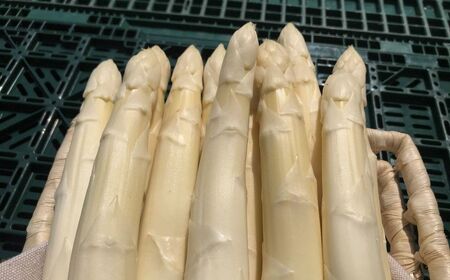 春一番！JAそらち南の味覚「ホワイトアスパラガス」L~4L 1kg前後