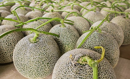 極上の一品「日原メロン」2玉×2品種食べ比べ定期便 北海道産赤肉メロン