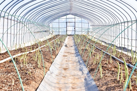 北海道産「春一番！グリーンアスパラガス」L～2Lサイズ以上700g