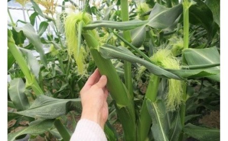 大地の恵み「とうもろこし（ホワイト）」7本