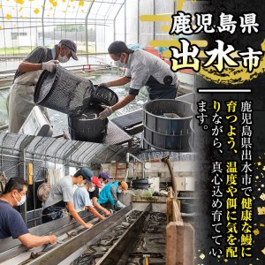 i506 鹿児島県産うなぎ蒲焼3尾セット(約140g×3・計約420g) うなぎ 鰻 ウナギ 3尾 蒲焼き 国産 鹿児島県産 焼きたて 生産量日本一 真空パック おかず 晩御飯 特別な日 土用の丑の日【薩摩川内鰻】