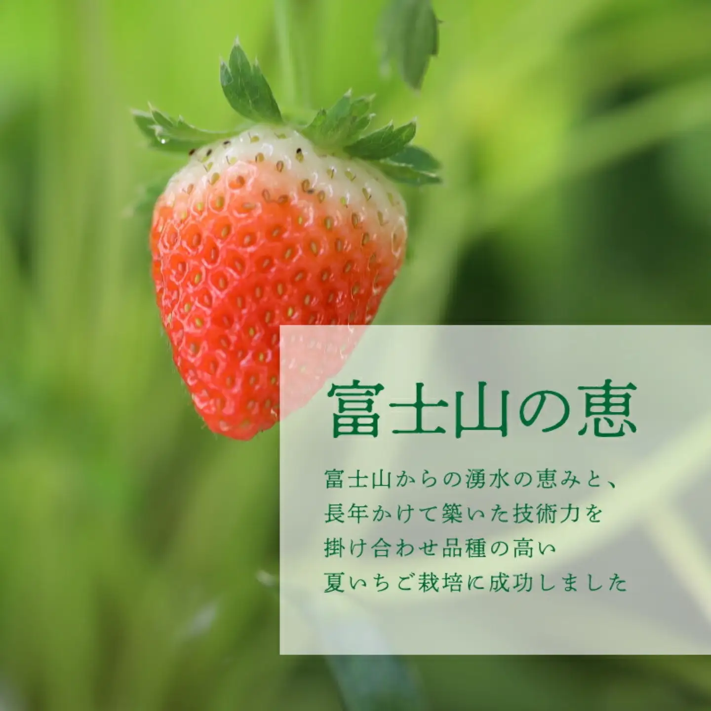 【2026年先行予約】山梨の夏秋いちご　ご家庭用 200ｇ× 4パック
