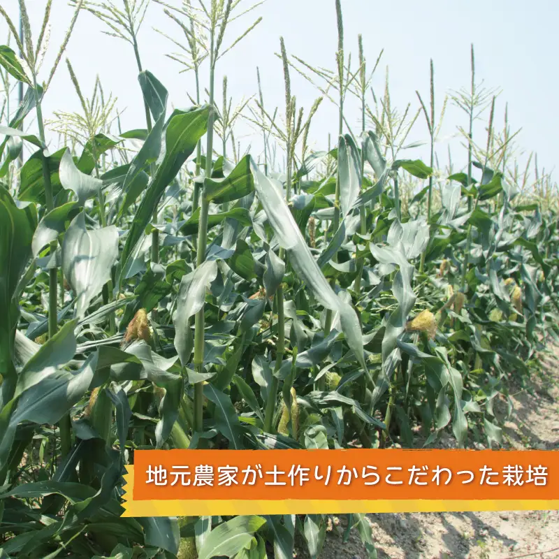 【先行予約】秋収穫！ゴールドラッシュ 7本セット とうもろこし 