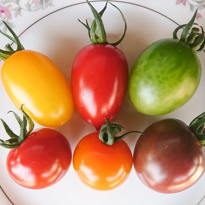 農楽園トマト おまかせ １ｋｇ詰め合わせ