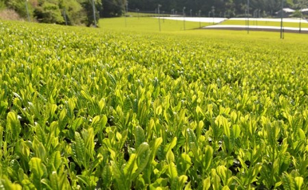 美濃いび茶(抹茶入り）500ml　1ケース24本入 お茶 緑茶 ペットボトル 緑茶飲料 
