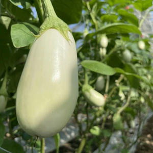 宝石野菜 白なす（桐箱2個入）_宝石野菜 白なす 桐箱 2個入 大きい 果肉 軟らかく アクが少ない 癖がない 味が絶品 女性の顔が隠れるくらい 揚げナス 煮浸し めんつゆ トロトロ 珍しい野菜 珍しい茄子 エイチアイ株式会社 お取り寄せ ギフト 久留米市 送料無料 〔Gv020〕
