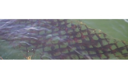 船橋三番瀬産 生海苔(G16)