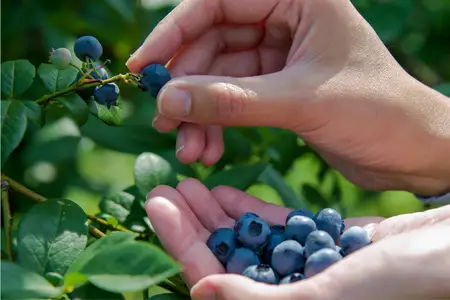 「季節の果物狩り体験券」1枚［AK-101］