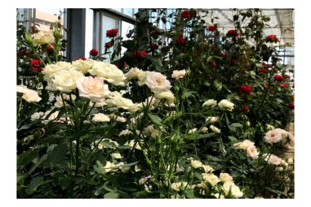 バラ専用メーデル培養土20L×2袋・A014-14