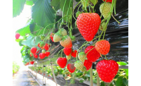 イチゴ専用メーデル培養土20L×2袋・A015-14