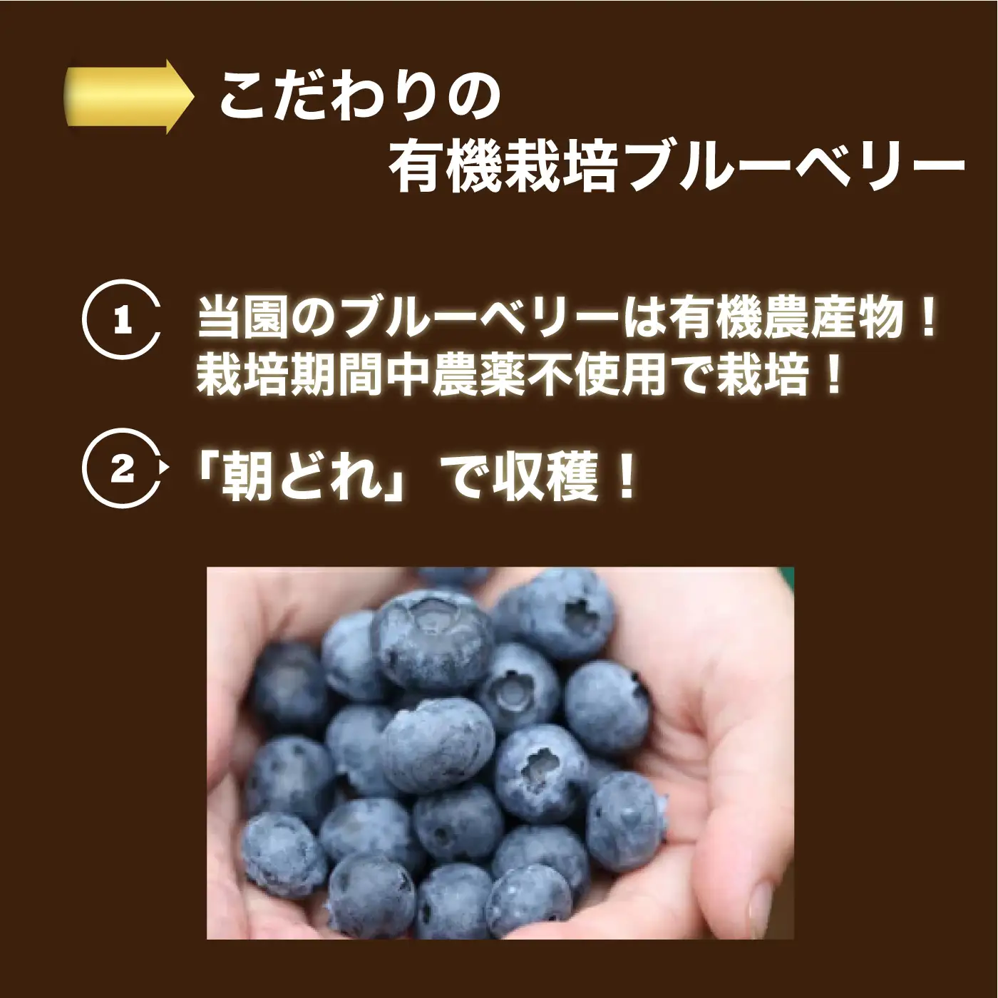 【先行予約】有機 冷凍ブルーベリー1.6kg（400g×4袋)